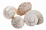 Conch Seashells