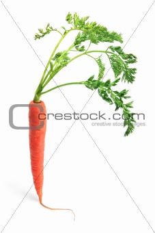 Carrot with Leaves