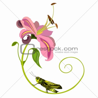 Flower and grasshopper