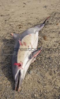 Dead Dolphin 