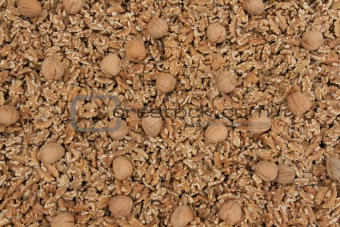 Background of peeled walnut