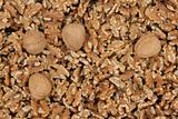 Background of peeled walnut