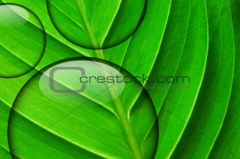 fresh green leaf with water droplet