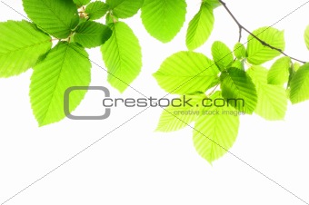 leaf and copyspace