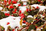 winter background with red gaultheria and snow