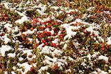 winter background with red gaultheria and snow