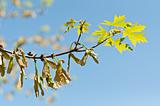 Maple Keys and Leaves on a Branch in Spring