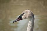 Trumpeter Swan Profile