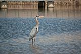 Great Blue Heron Wading in a Suburban Pond