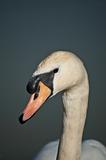 Mute Swan Closeup