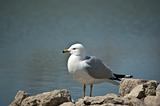 Ring-billed Gull Standing on a Rock