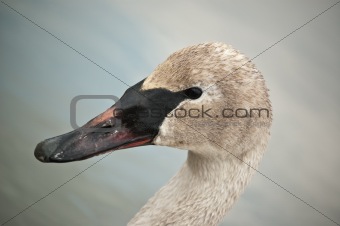 Trumpeter Swan with Muddy Beak