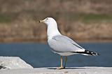 Ring-billed Gull on a Rock