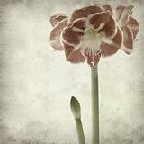 textured old paper background with red and white variegated amaryllis (hippeastrum) 