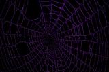 Purple Spider Web