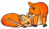 Two Foxes 1