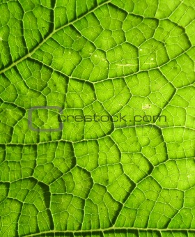 Underside Of A Green Leaf 22