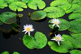 lotus and green leaves