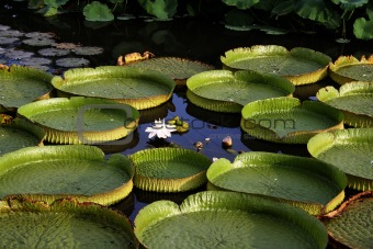 round water lily leaves