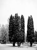 Pines under snow
