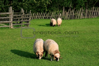 Feeding sheeps
