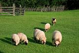 Feeding sheeps