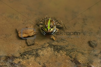 frog sitting in water