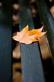 Fallen leaf on the bench