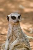 meerkat sitting