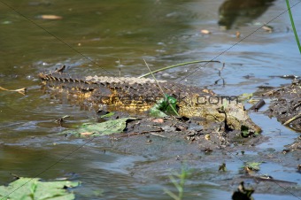Patient crocodile