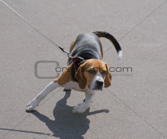Dog on a leash