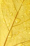 golden leaf with droplets