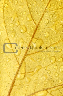 golden leaf with droplets