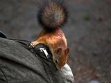 Squirrel on Backpack 