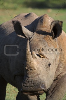 White Rhino Portrait