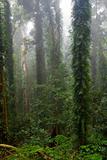 rain forest