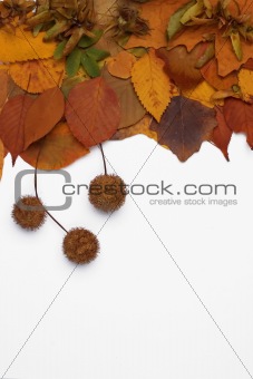 Autumn leaves and fruits frame