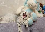 The grey kitten yawns laying among soft toys