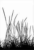 Grass / vector / silhouette
