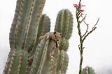 Squirrel on Cactus
