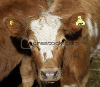 Cow # 285