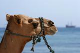 Camel at the beach
