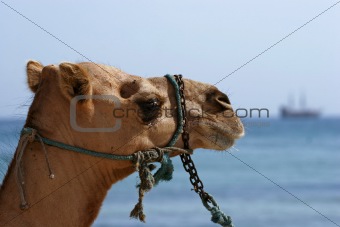 Camel at the beach