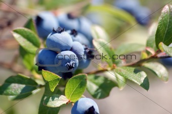 Wild Blueberries (Vaccinium myrtilloides)