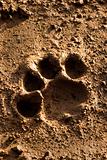 lion footprint