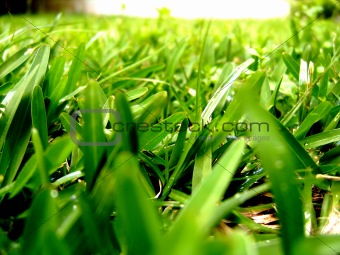 Light on Grass