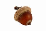 Single isolated acorn