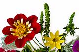 Summer Flowers - Dahlia hybrida Harlequin and Coreopsis verticil