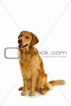 Golden Retriever Series (Canis Familiaris)