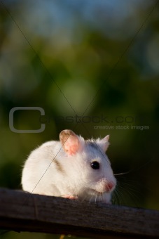 White hamster